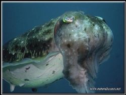 This cuttlefish was part of a group of females laying egg... by Erika Antoniazzo 